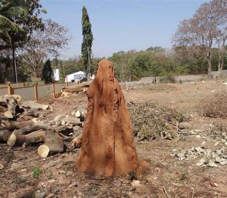  Termite Hill Üzerinde Yükselen Renklerin ve Biçimlerin Gizemli Dansı!